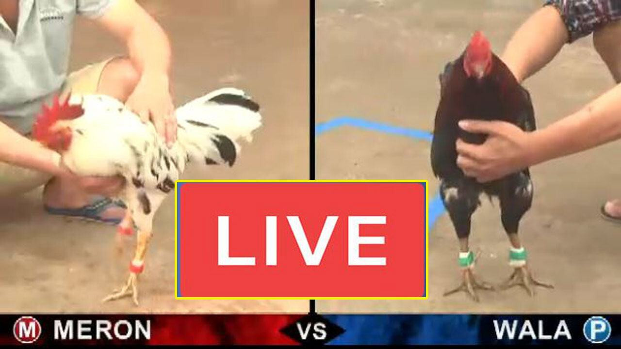 Một số trận đá gà Thomo trực tiếp hôm nay lớn phát trực tiếp vào dịp cuối tuần