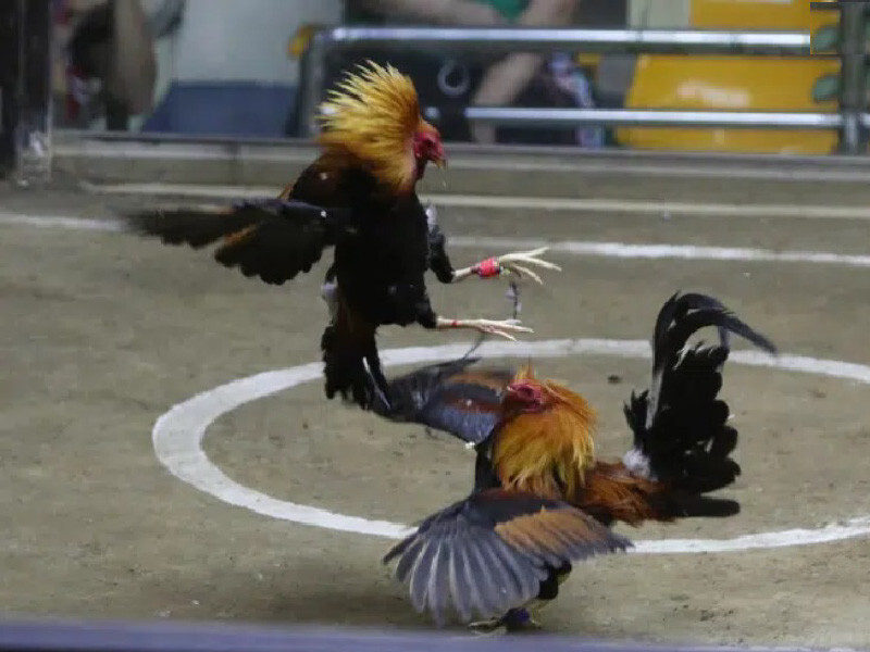 Ưu điểm khi xem đá gà cựa sắt trực tiếp hôm nay tại SV66.bet