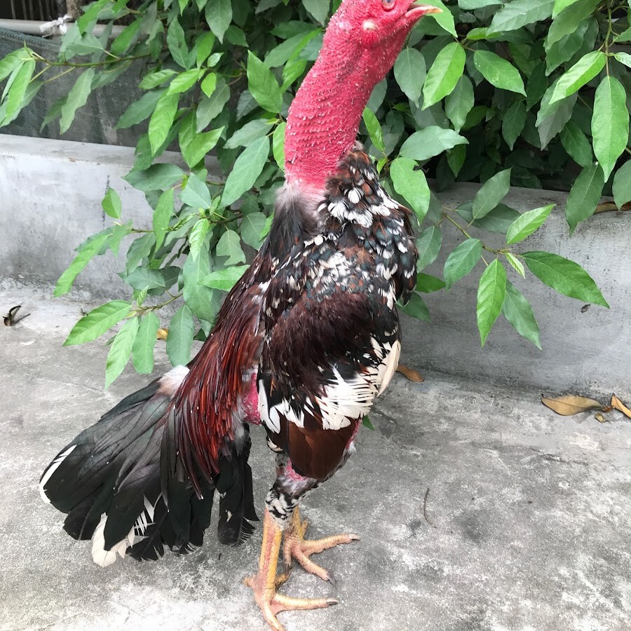 Cách chăm sóc gà vảy vấn sáo tương tự như gà chọi thường