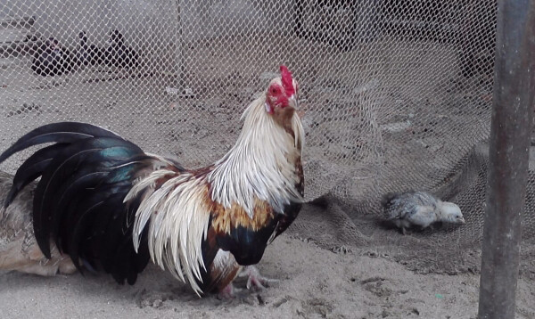 Cần đảm bảo chế độ dinh dưỡng khoa học