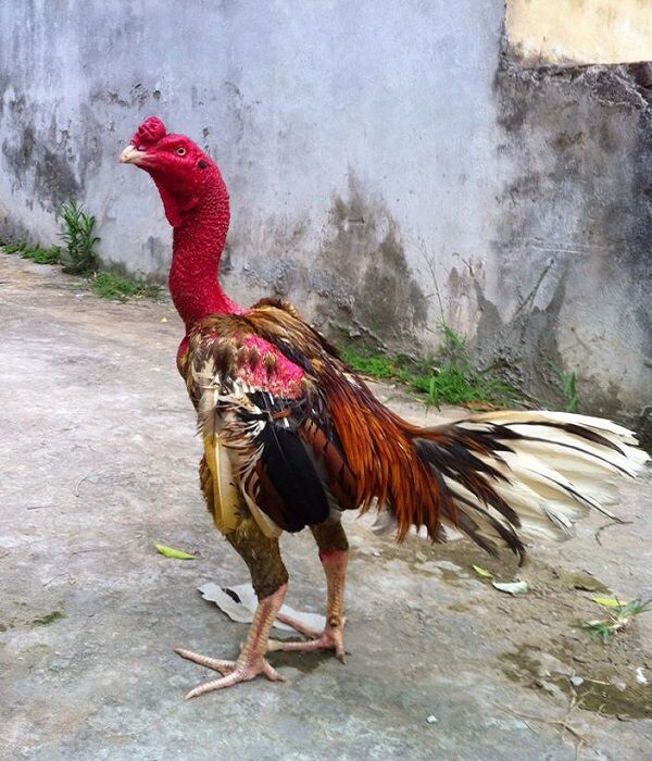 Cần đánh giá tổng quan trước khi lựa chọn gà chọi