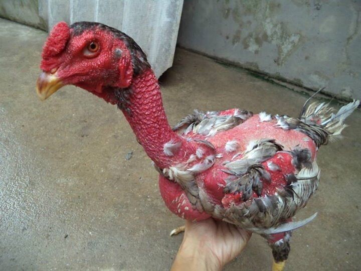 Có khá nhiều giống gà chọi đẹp hiện nay