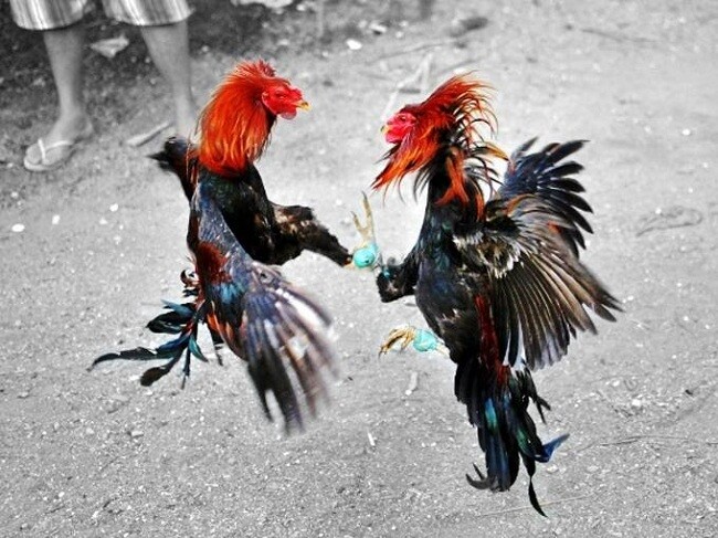 Có nên xem đá gà có bình luận?