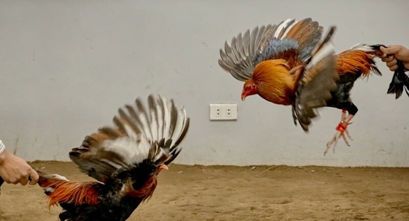 Đá gà bình luận và đá gà “chay” có gì khác biệt? 