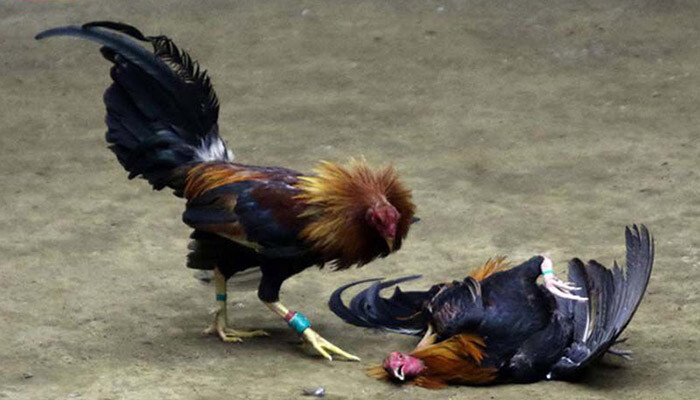 Đá gà trực tiếp 999 hôm nay siêu hấp dẫn và kịch tính 8 Đá gà trực tiếp C1