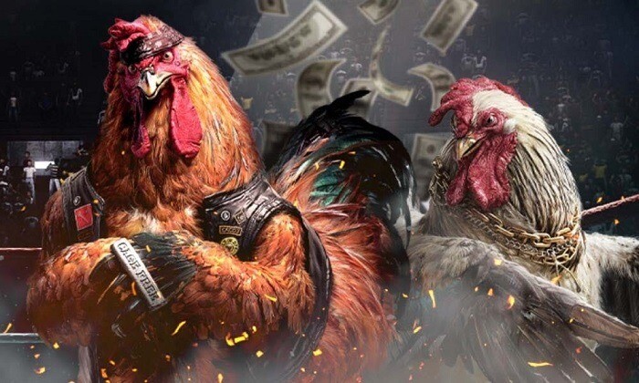 Lý do xem đá gà có bình luận online được ưa chuộng? 