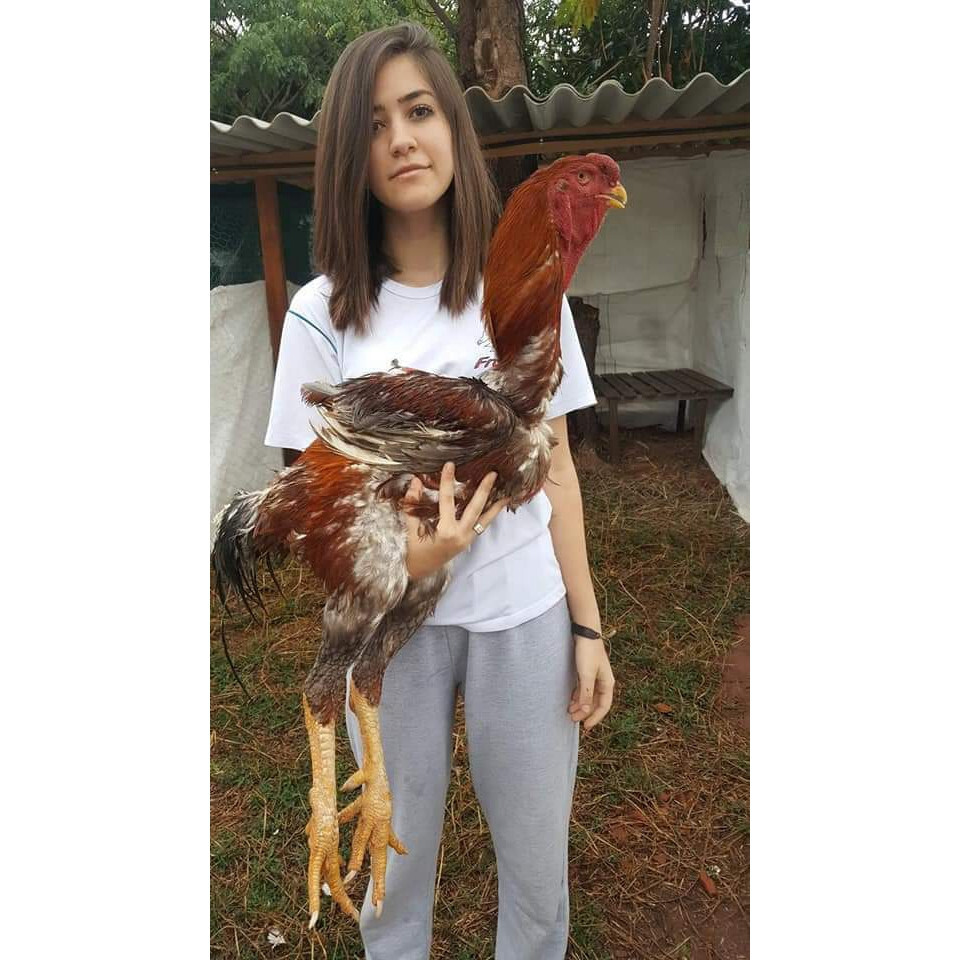 Tìm hiểu thông tin giống gà Nam Mỹ - giống gà đá hay nhất hiện nay 4 Một số bí quyết chọn được giống gà Nam Mỹ chất lượng nhất