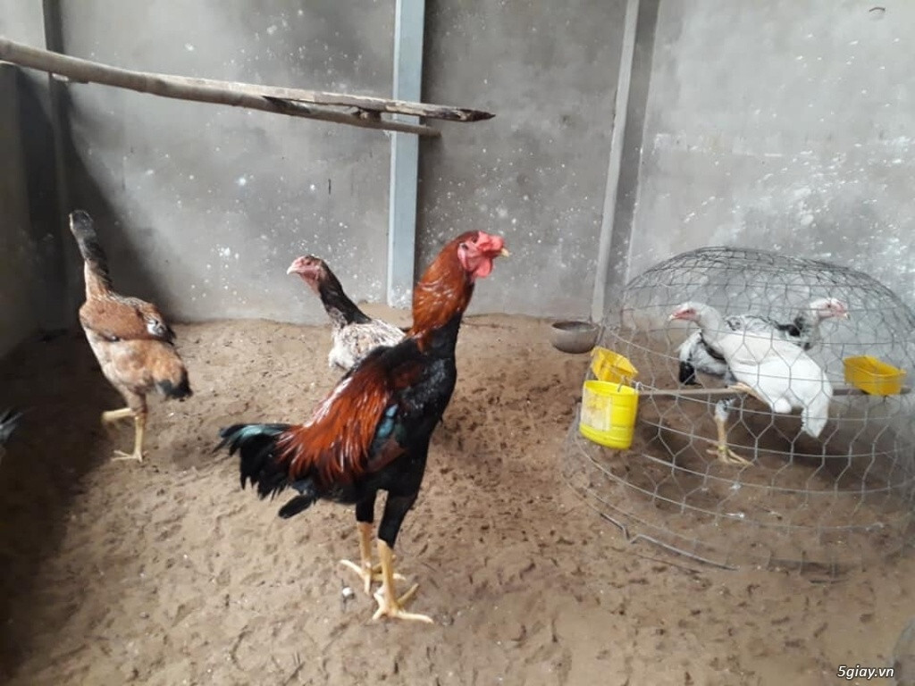 Tìm hiểu thông tin giống gà Nam Mỹ - giống gà đá hay nhất hiện nay 6 Một số đặc điểm của giống gà Nam Mỹ mà sư kê nên biết