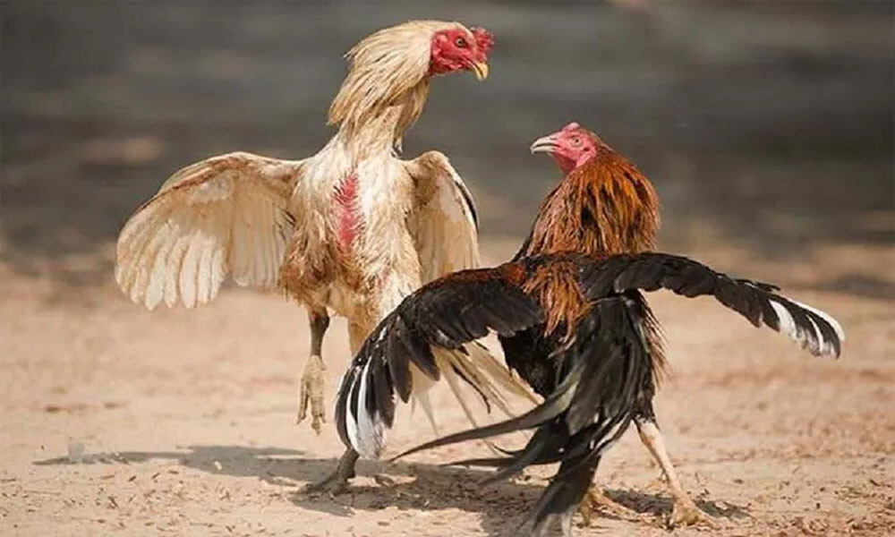 Tìm hiểu chi tiết những trận tường thuật đá gà thường có gì? 8 Một trận tường thuật đá gà trực tiếp gồm có những ai?