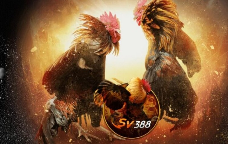 Thế nào là đá gà SV388?