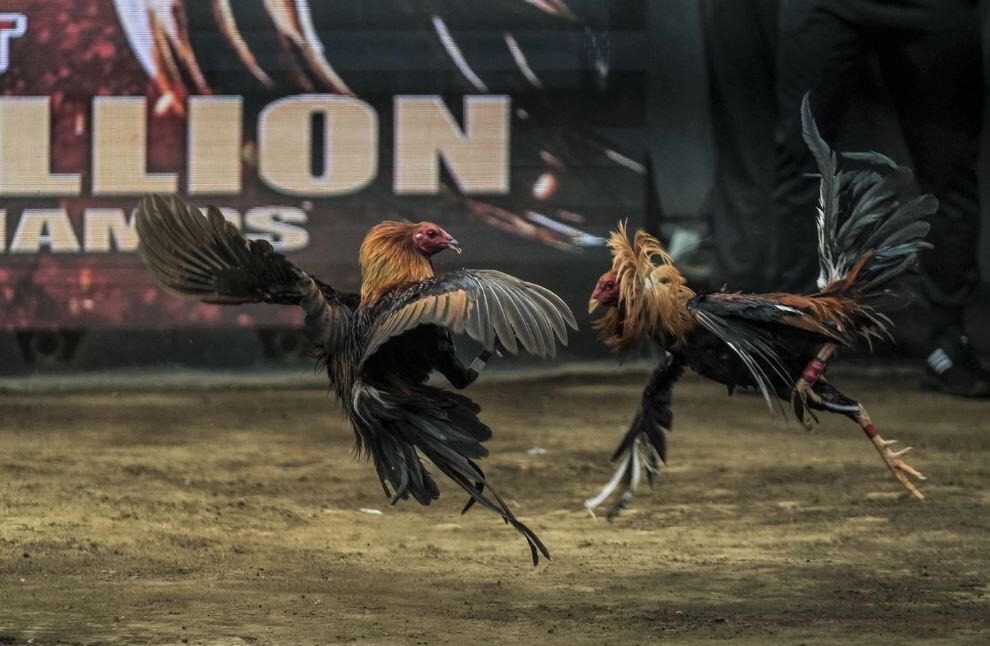 Vì sao nên xem đá gà trực tiếp hôm nay 666? 7 Tùy theo sở thích bạn có thể chọn xem và đặt cược tại hình thức đá gà yêu thích