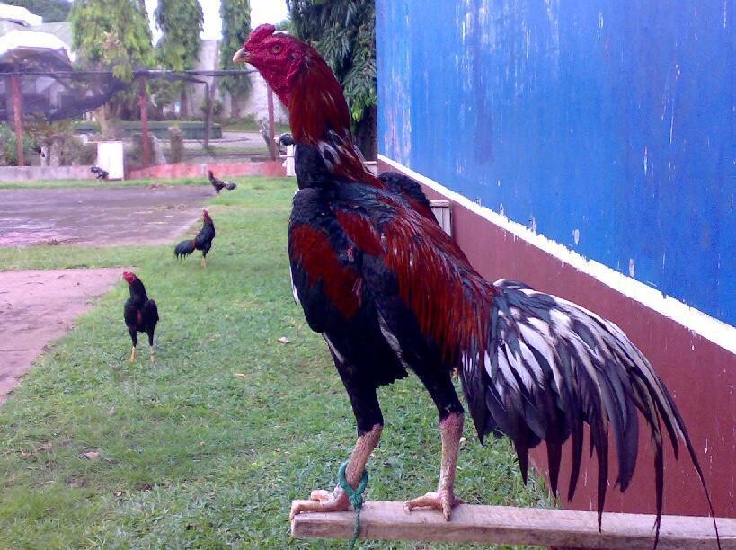 Việc chọn giống gà ban đầu là vô cùng quan trọng và cần thiết