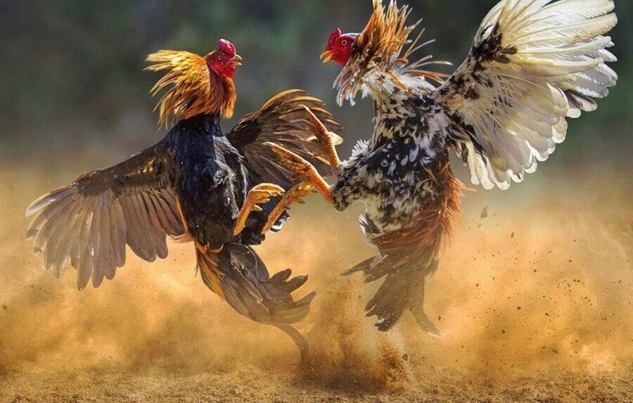 Xem đá gà bình luận trực tiếp như thế nào?