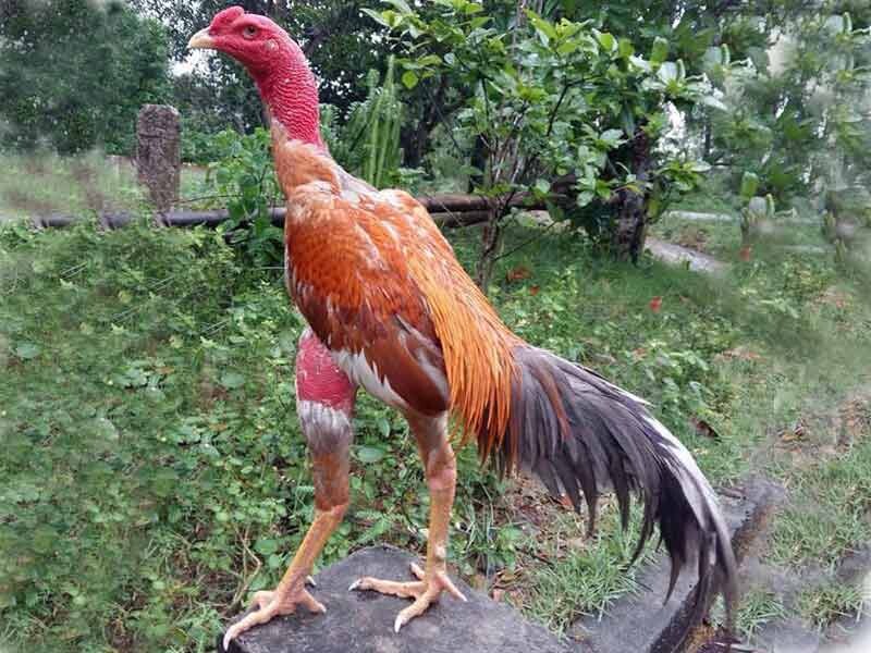 Xem phần đùi gà 