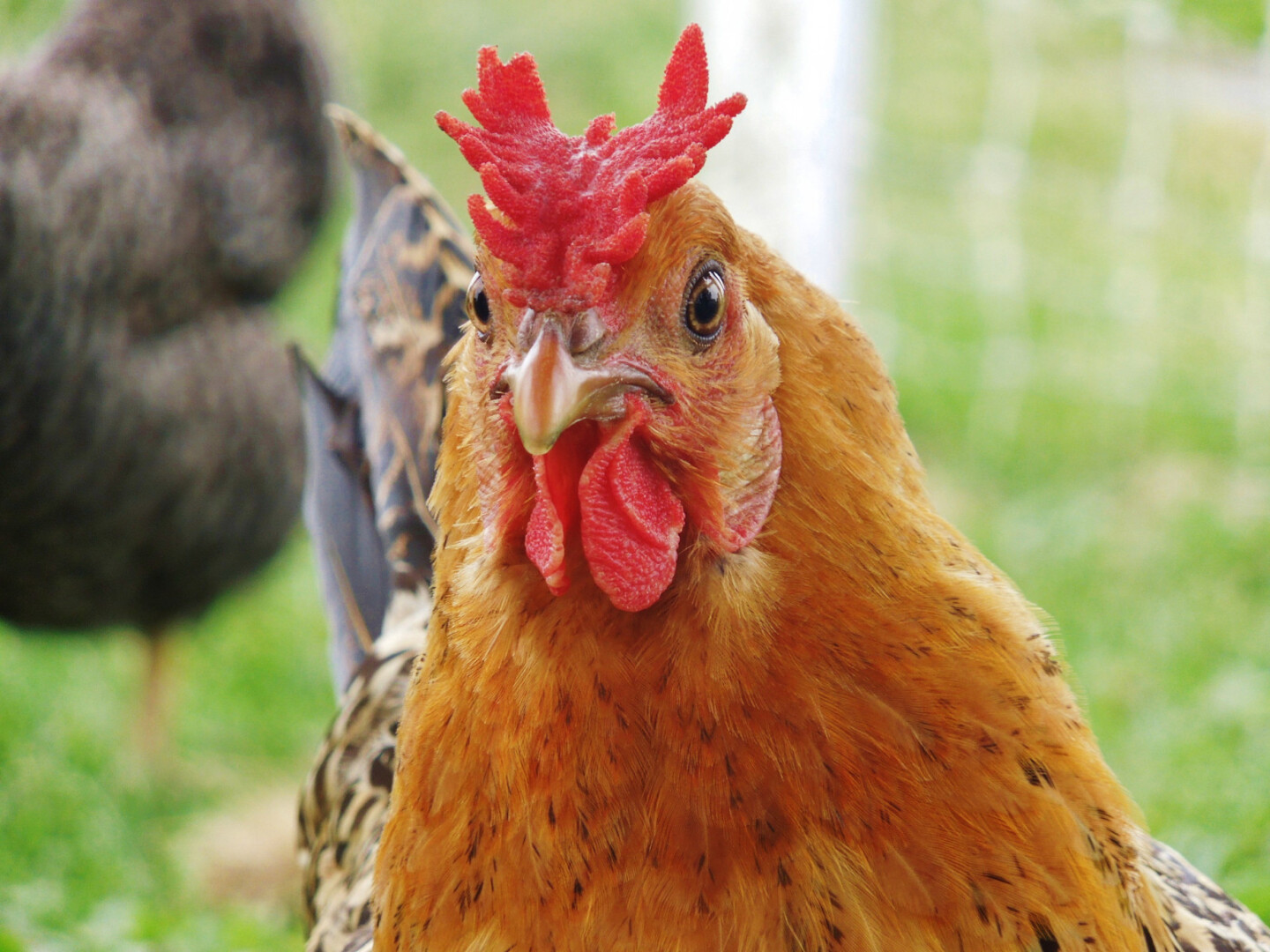 Gà mồng vua sở hữu chiếc mồng có hình dáng khá giống vương miện vua