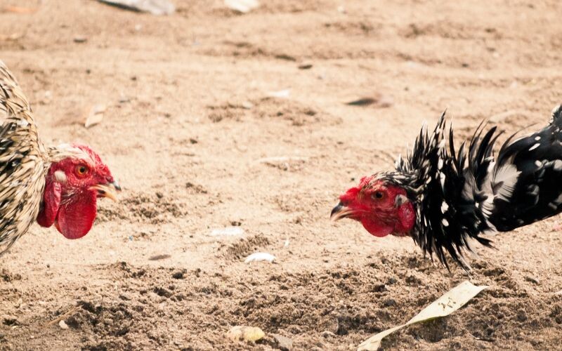 Hình thức cược chấp bạc cũng rất hấp dẫn với anh em cược thủ