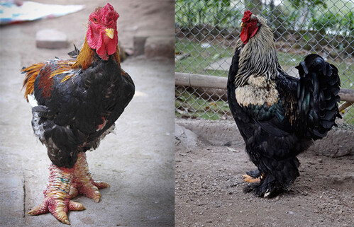 Bật mí kỹ thuật nuôi gà Brahma có hiệu quả kinh tế cao nhất 9 Kinh nghiệm nuôi gà Brahma như thế nào để đạt hiệu quả kinh tế cao nhất