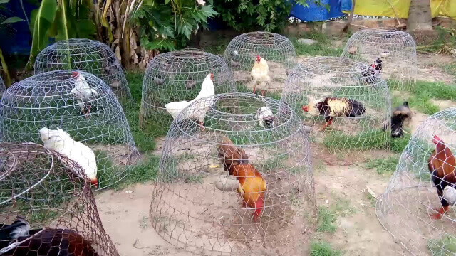 Top trại gà đá uy tín và nổi tiếng nhất tại Việt Nam 5 Lựa chọn mô hình trại gà phù hợp