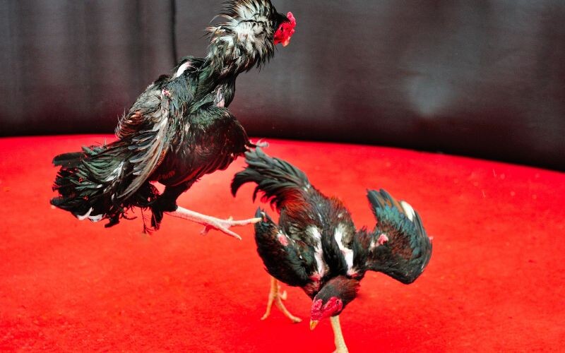 Học ngay những luật chấp trong gà đá cùng chuyên gia 7 Luật chấp bạc áp dụng khá đơn giản cho những chú gà tre