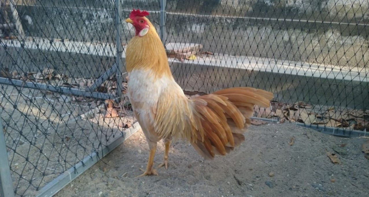 Một số dòng gà khét phổ biến hiện nay