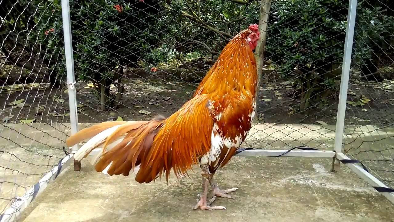 Một số lưu ý khi lựa chọn gà khét