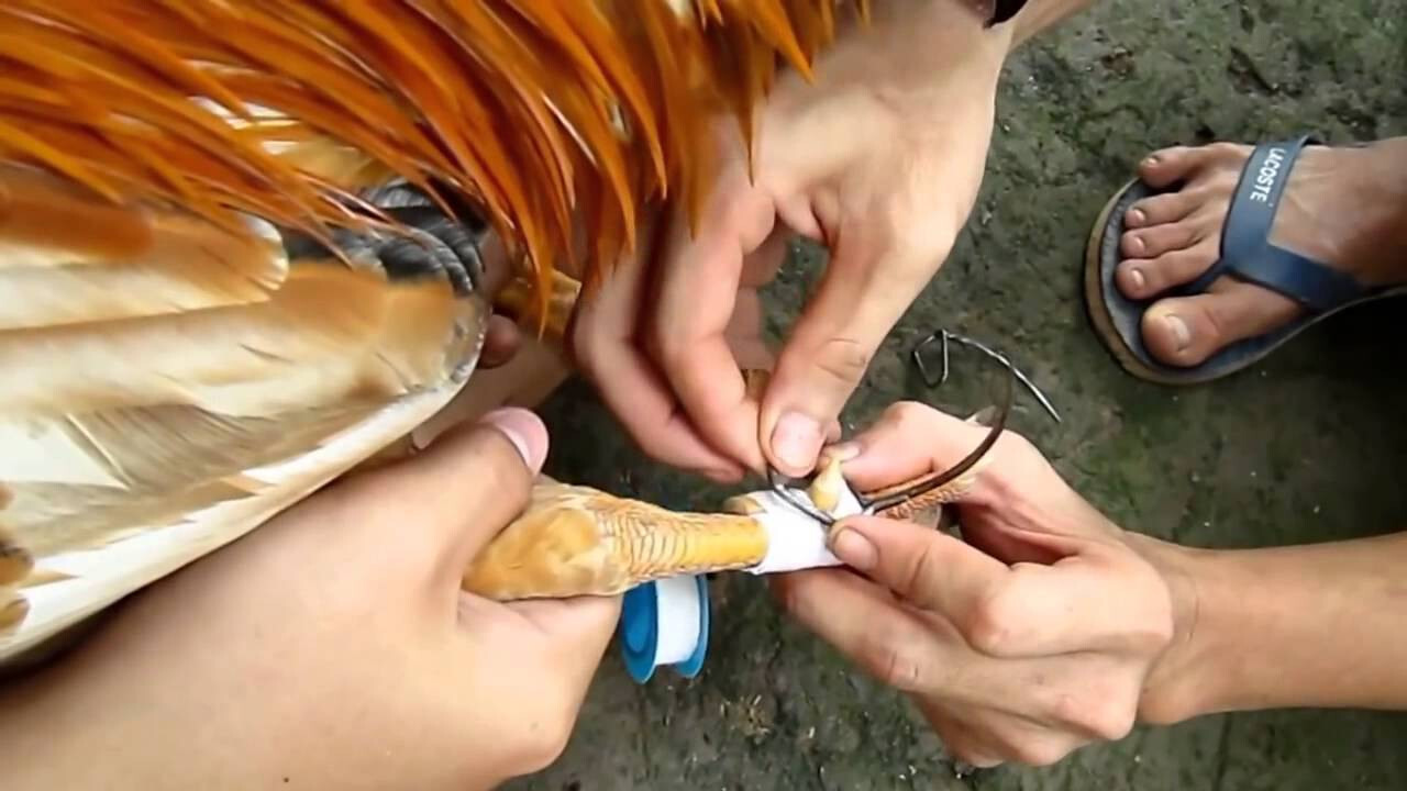 Tại sao cần phải có cách băng cựa gà?Tại sao cần phải băng cựa gà đá đúng cách?