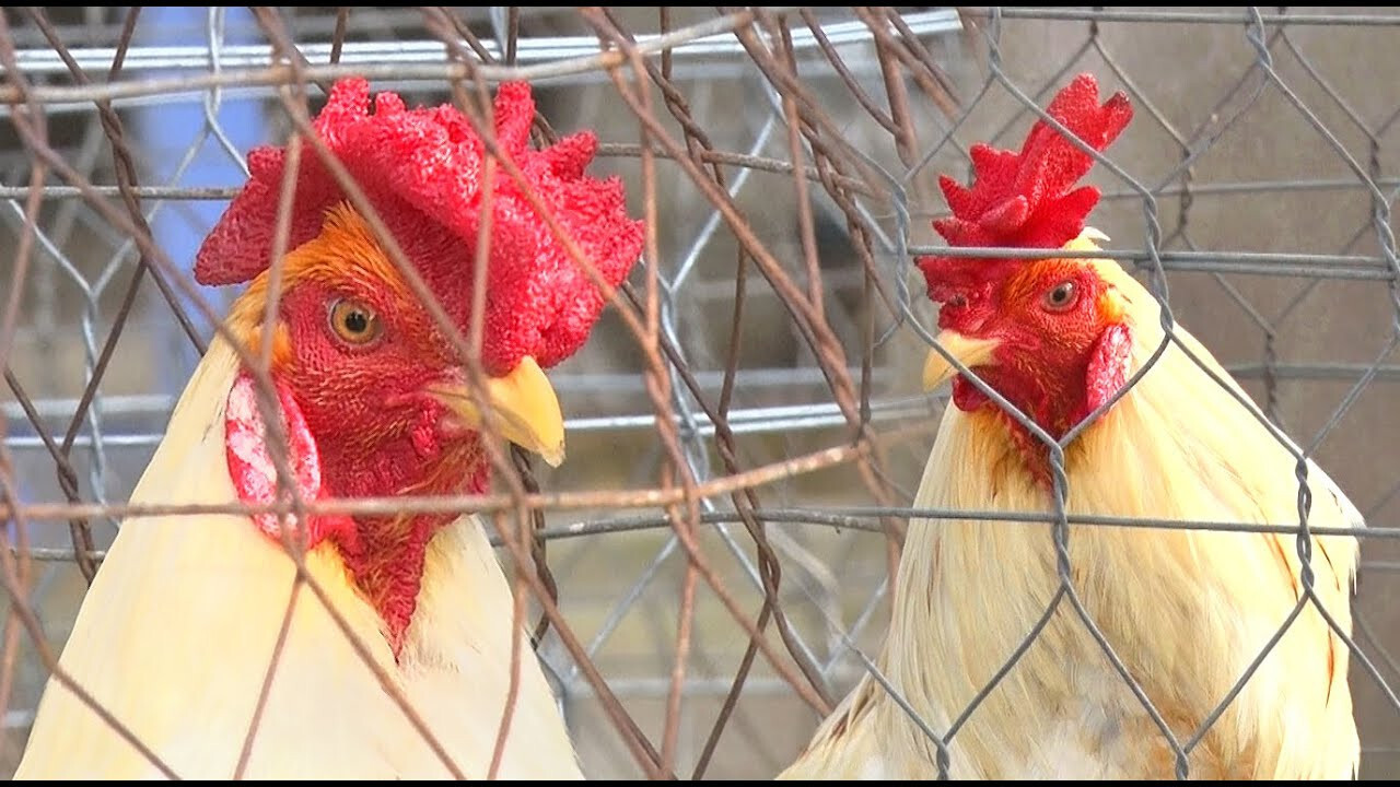 Cách xem mắt gà chọi lì mà các sư kê nên biết 4 Tại sao sư kê không chọn gà mồng vua để thi đấu?