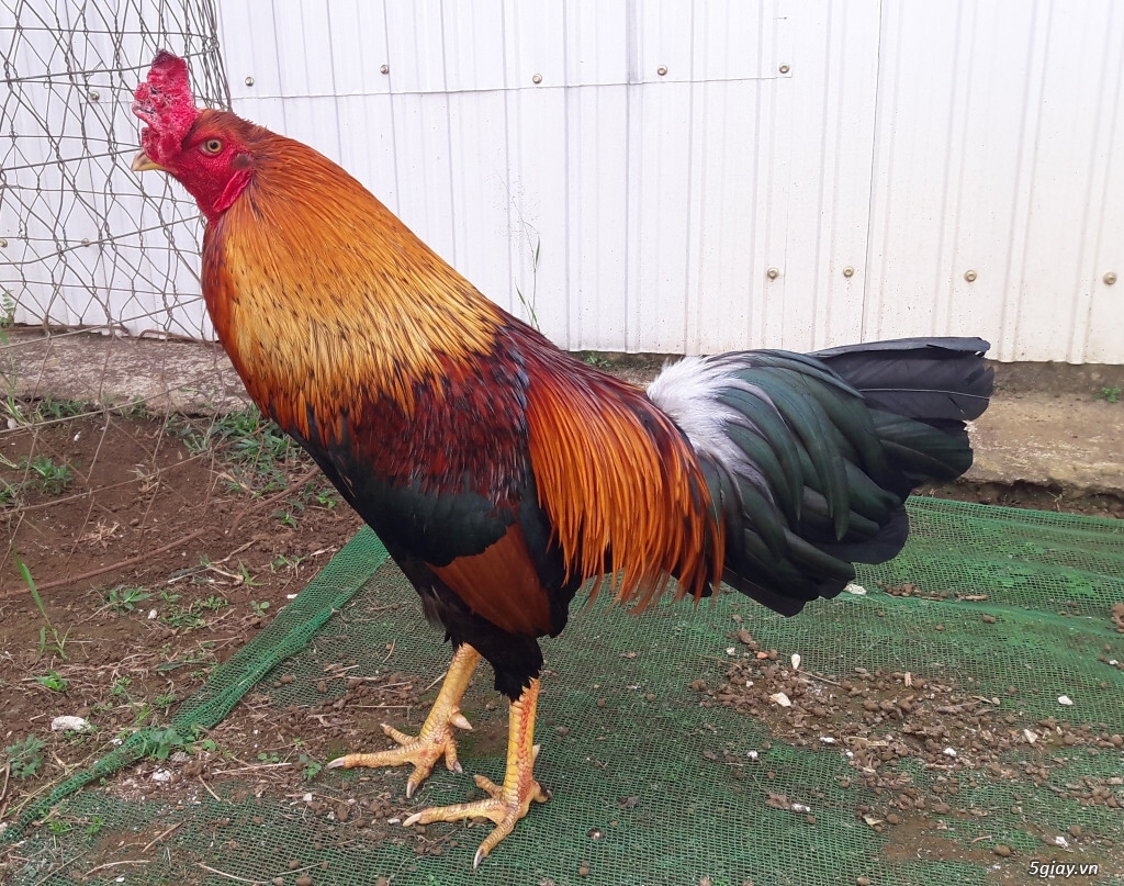 Tìm hiểu thông tin tổng quan về gà đá Bến Tre