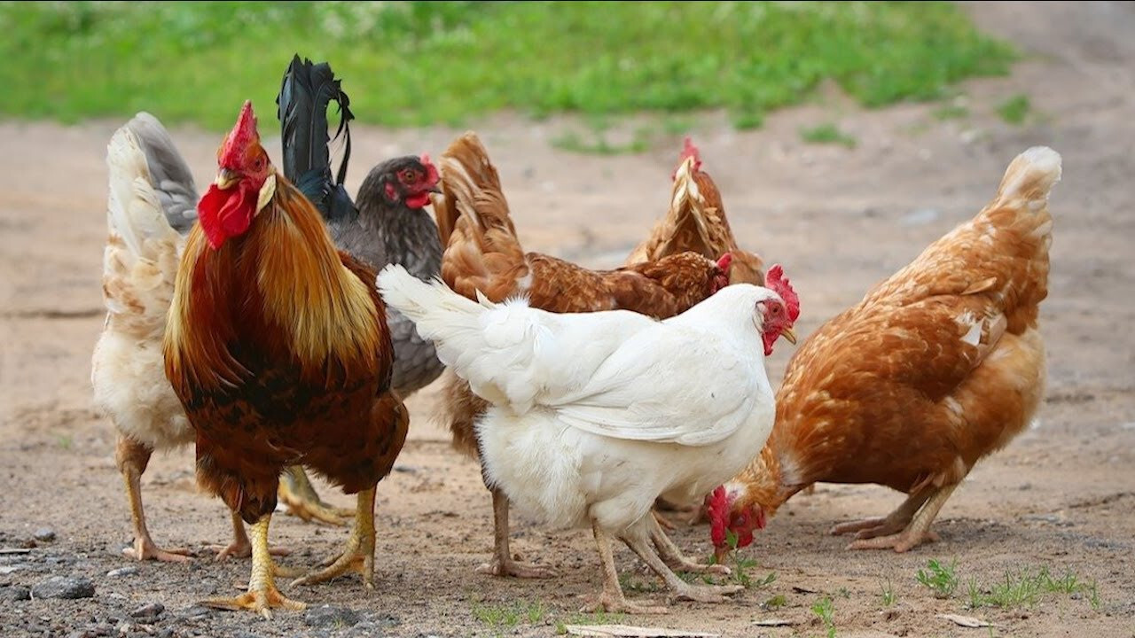 Yêu cầu kỹ thuật về chuồng trại cần chú ý trong quá trình nuôi gà Lương Phượng