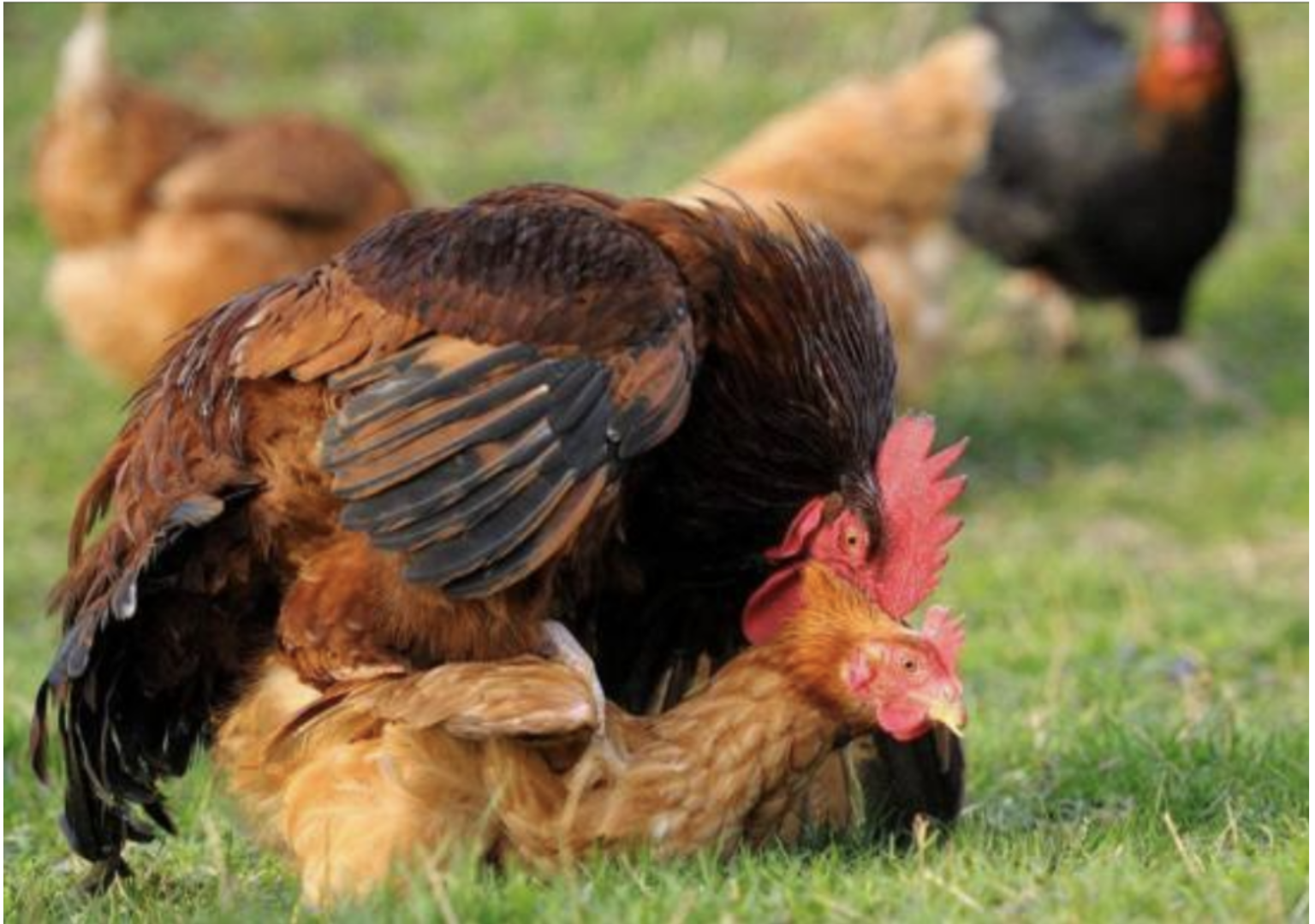 Chia sẻ cách ghép gà trống mái chuẩn kỹ thuật nhất hiện nay 8 Chú ý đến sức khoẻ của gà bố mẹ trước khi lai ghép