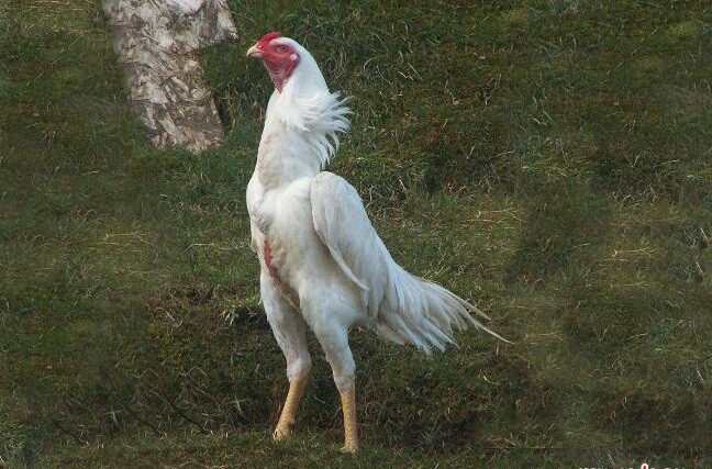 Tổng hợp thông tin về gà Shamo Nhật Bản từ A - Z 7 Đôi nét về giống gà Shamo là gì?