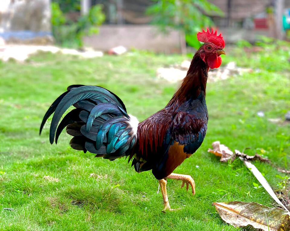 Dòng gà Asil Mỹ hiện nay có rất nhiều loại lai tạo khác nhau