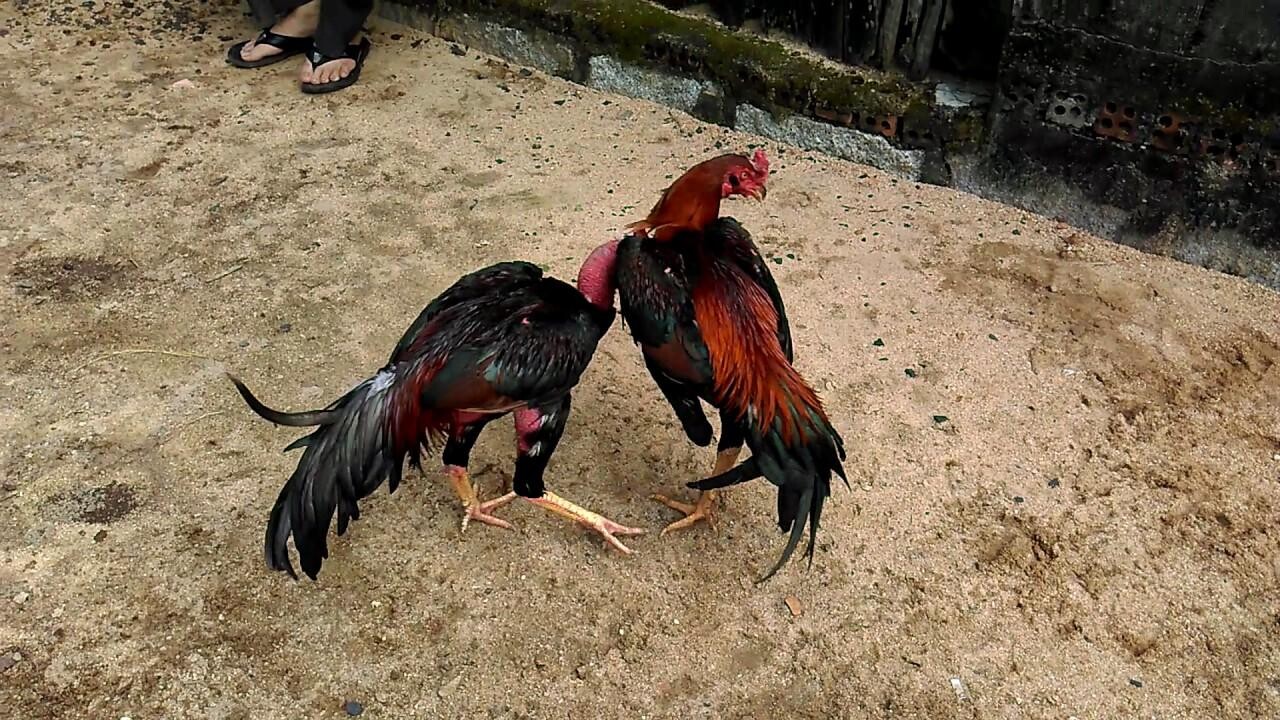 Gà bạch đầu chỉ là gì? Phân loại? Có nên nuôi hay không? 7 Gà bạch đầu chỉ tốt hay xấu là do quan niệm mỗi người