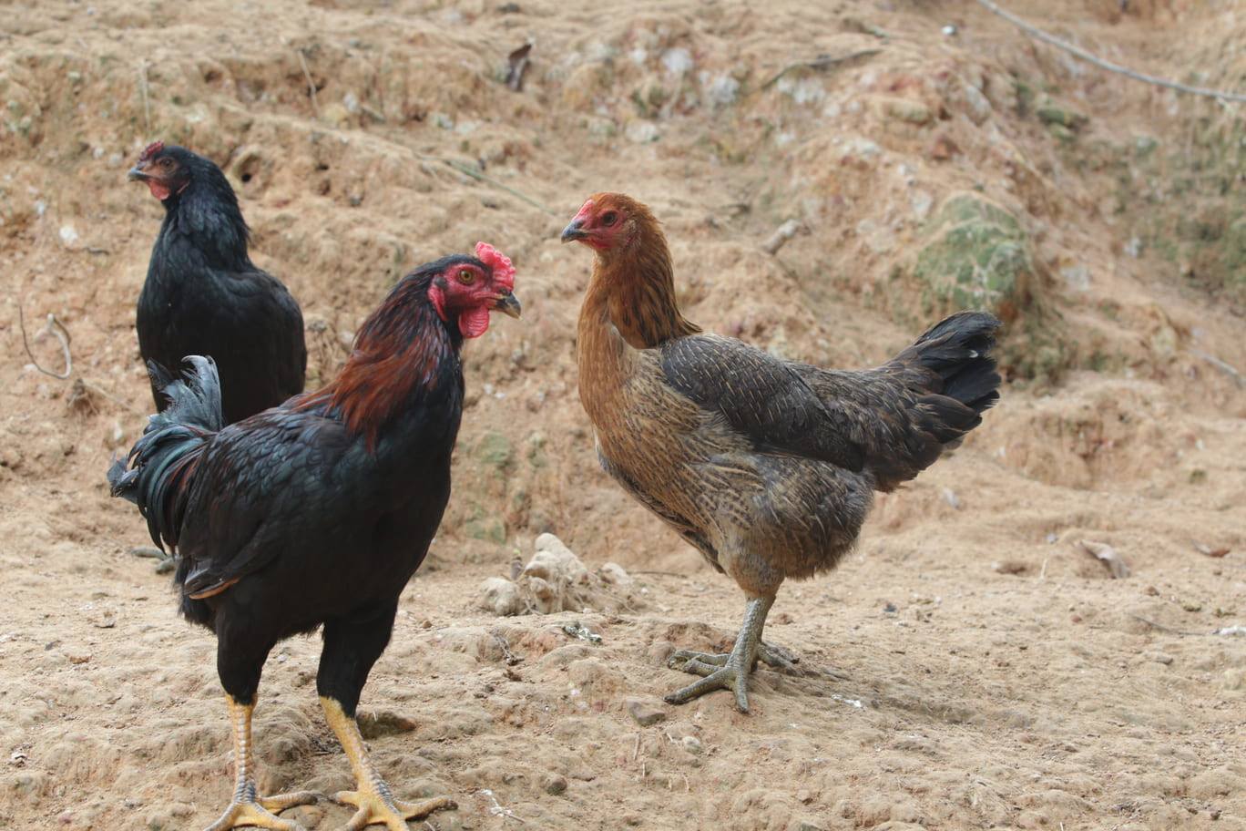 Gà chọi lai là tên gọi chung cho giống gà có dòng ông bà hoặc bố mẹ là gà chọi