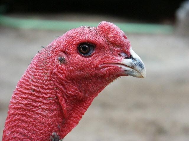 Gà linh kê mắt ếch mắt mèo