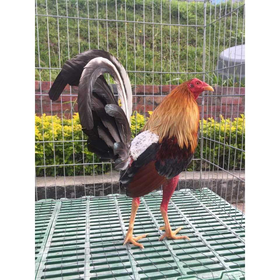 Giới thiệu một số thông tin tổng quan về giống gà Cuban