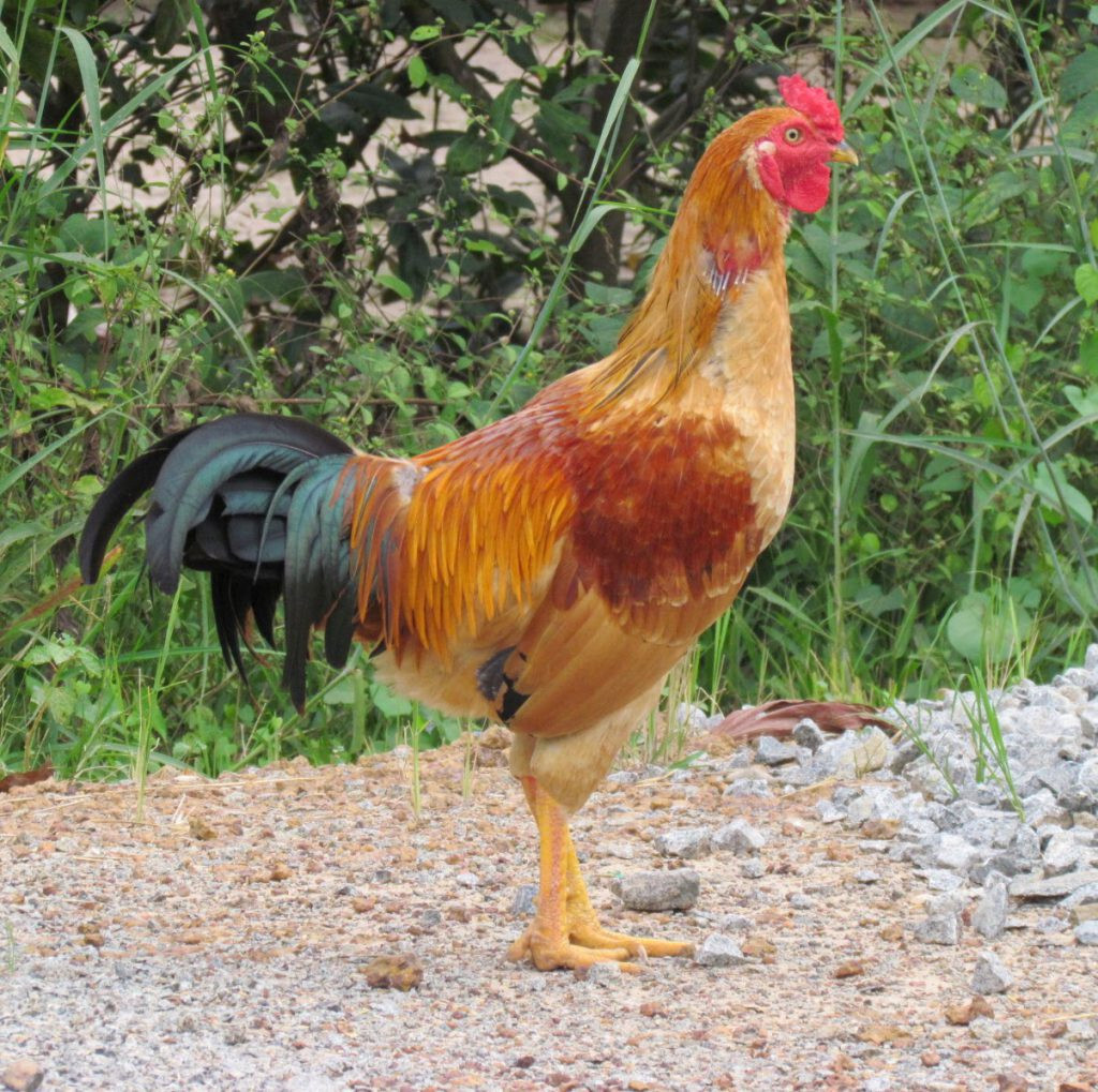 Hình dáng của gà Kiến nổi bật với tầm vóc nhỏ, cao ráo