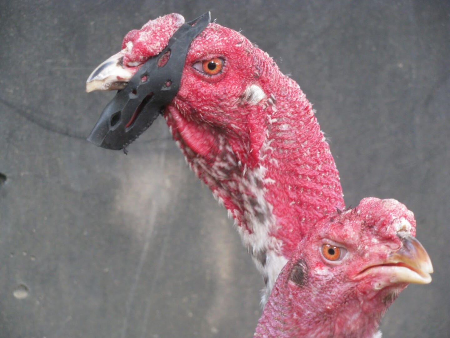 Khi áp dụng các cách vần gà chọi chiến thì chế độ dinh dưỡng đóng vai trò rất lớn