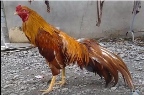 Kinh nghiệm chọn gà chiến tốt từ chợ tốt gà đá Hóc Môn