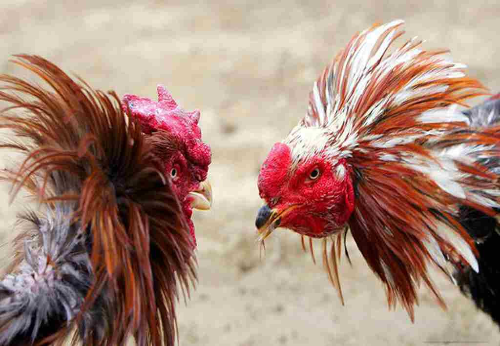 Chia sẻ cách ghép gà trống mái chuẩn kỹ thuật nhất hiện nay 11 Một số lưu ý cần biết khi thực hiện cách ghép gà trống mái