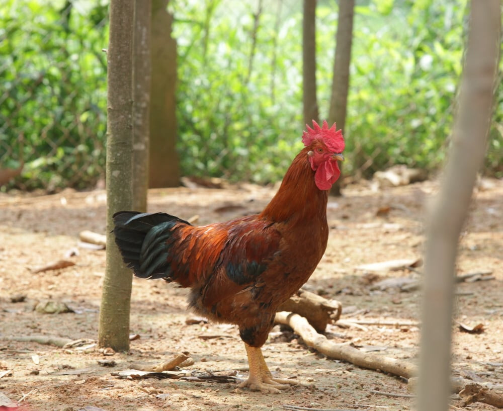 Một số ưu điểm nổi bật của giống gà Kiến