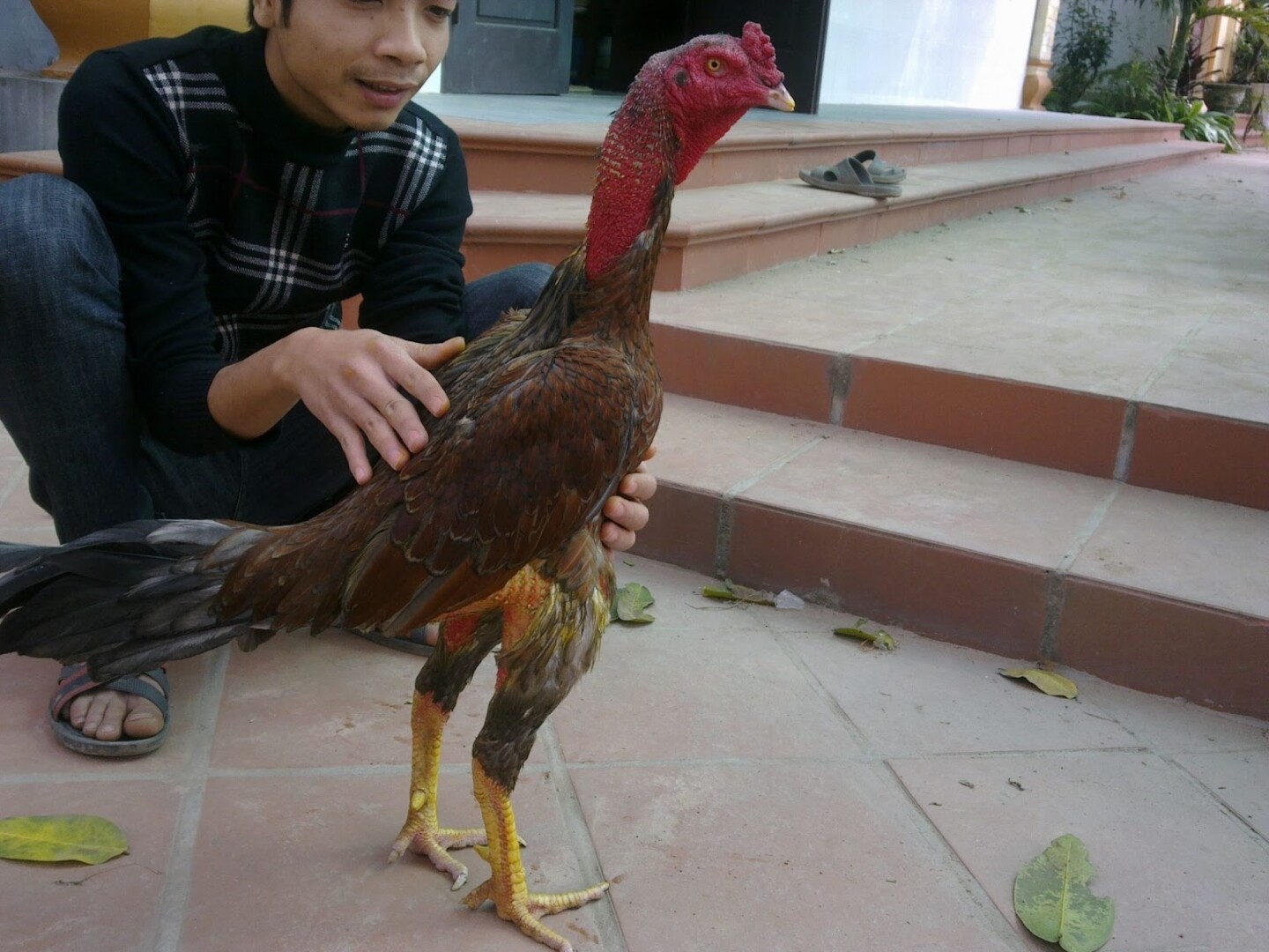 Vần gà chọi đúng cách mang đến bạn những lợi ích gì?