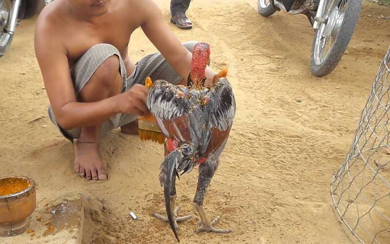 Cách vần gà chọi tơ - Hướng dẫn sư kê cách vần gà đúng chuẩn 4 Vần gà chọi tơ qua phương pháp om bóp nghệ là cách nhiều sư kê áp dụng