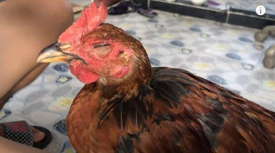 Cách chữa gà đá bị mù mắt trong quá trình xổ gà hoặc do cây cối
