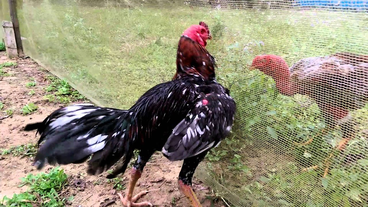 Hướng dẫn cách chăm sóc gà chọi trước khi đá từ chuyên gia 7 Cách tập luyện cho gà chọi trước khi đá