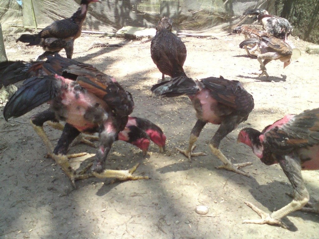 Hướng dẫn cách chăm sóc gà chọi trước khi đá từ chuyên gia 8 Chế độ ăn uống cho gà chọi trước khi đá