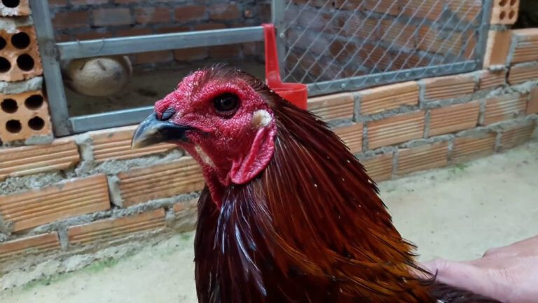 Có nên chọn gà chọi mắt ếch khi thi đấu hay không?