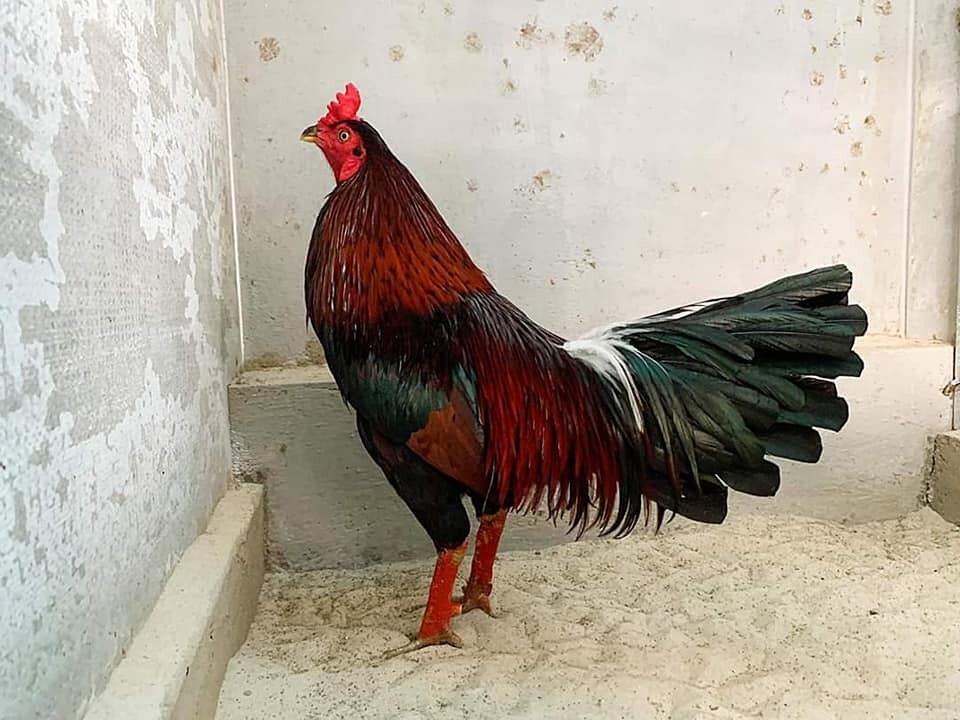 Gà Cọp là gì? Nhận biết đặc điểm của gà cọp 8 Dựa vào tiêu chí để chọn gà cọp