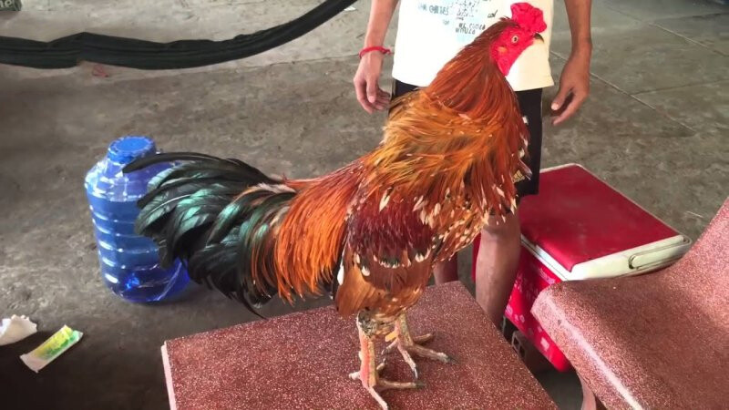 Gà Cọp là gì? Nhận biết đặc điểm của gà cọp 9 Gà cọp là gì? Đây có thực sự là chiến thần?