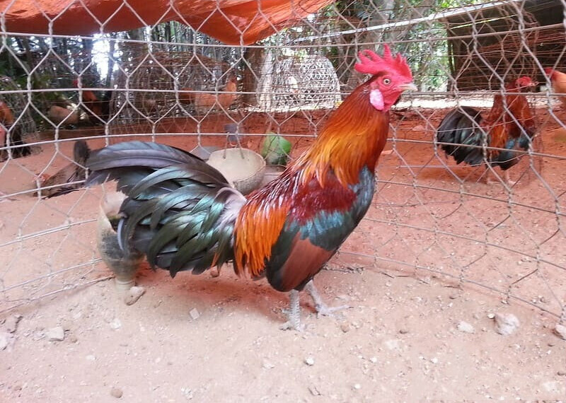 Gà Cọp là gì? Nhận biết đặc điểm của gà cọp 6 Gà cọp là gì?